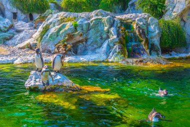 Viyana, Avusturya 'daki Schonbrunn Tiergarten' da bir grup Humboldt pengueni görülüyor.