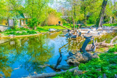 Avusturya 'daki Schonbrunn Tierpark' taki büyük karabatak manzarası