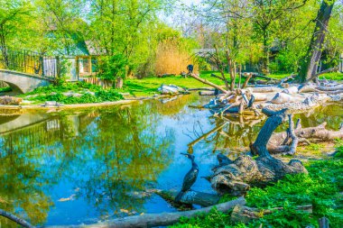 View of the great Cormorant enclosure in the schonbrunn Tierpark in Austria