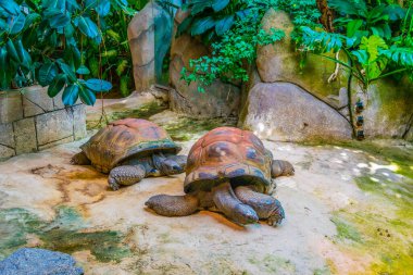 Aldabra kaplumbağası Schonbrunn Tiergarte 'de