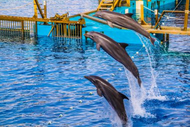 Yunuslar, Valencia 'daki ciudad de las artes y de las ciencias akvaryumunda bir yunus gösterisinde zıplıyorlar..