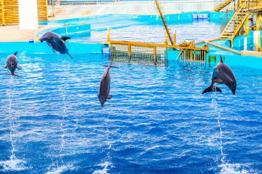 dolphins are jumping during a dolphin show in the aquarium of the ciudad de las artes y de las ciencias in valencia.