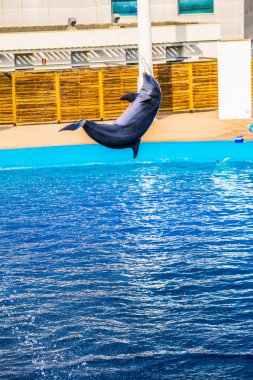 Yunuslar, Valencia 'daki ciudad de las artes y de las ciencias akvaryumunda bir yunus gösterisinde zıplıyorlar..