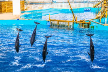 Yunuslar, Valencia 'daki ciudad de las artes y de las ciencias akvaryumunda bir yunus gösterisinde zıplıyorlar..