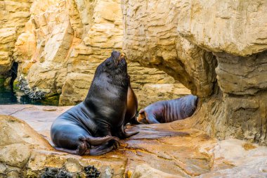 Valencia, İspanya 'daki Ciudad de las Arts y de las ciencias' ta bir kayanın üzerinde dinlenen bir deniz aslanının ayrıntıları.
