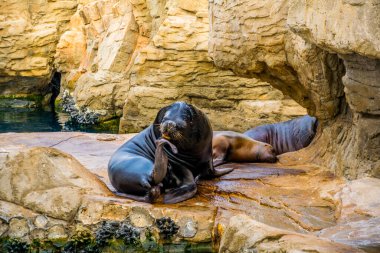 Valencia, İspanya 'daki Ciudad de las Arts y de las ciencias' ta bir kayanın üzerinde dinlenen bir deniz aslanının ayrıntıları.