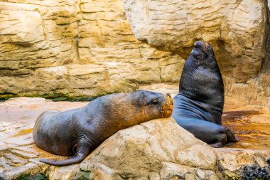 Valencia, İspanya 'daki Ciudad de las Arts y de las ciencias' ta bir kayanın üzerinde dinlenen bir deniz aslanının ayrıntıları.