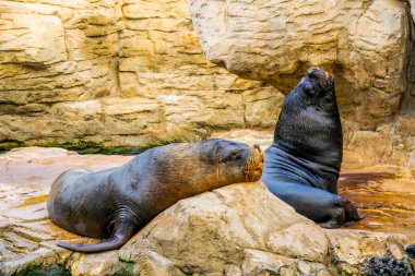 Valencia, İspanya 'daki Ciudad de las Arts y de las ciencias' ta bir kayanın üzerinde dinlenen bir deniz aslanının ayrıntıları.