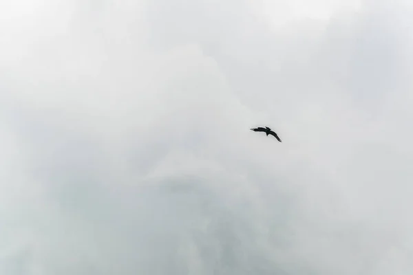 Eagle Flying Alps Falconry Exhibition Hohenwerfen Castle Austria — Stock fotografie