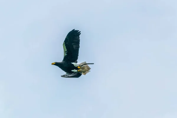 オーストリアのホーエンヴェルフェン城で行われた鷹展で鷲がアルプスを飛んでいます — ストック写真
