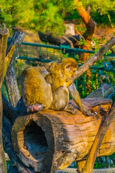 Vue Barbarie Macaque Schonbrunn Tiergarten Vienne Australie — Photo