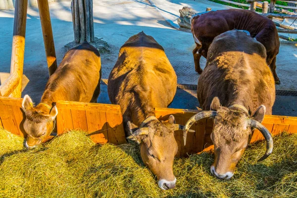 Las Vacas Pastan Schonbrunn Tiergarten Viena Austri — Foto de Stock