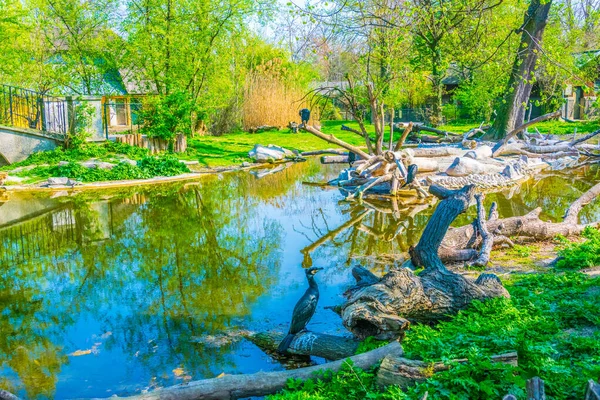 Avusturya 'daki Schonbrunn Tierpark' taki büyük karabatak manzarası