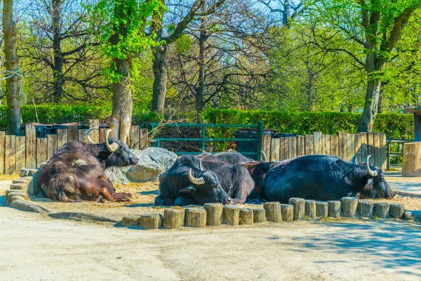 Grupo Búfalos Domésticos Dormidos Tiergarten Schonbrunn Viena Austri — Foto de Stock