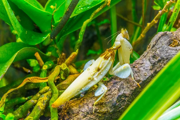 Orkide peygamber devesi yaprakların arkasına gizlenmiş.