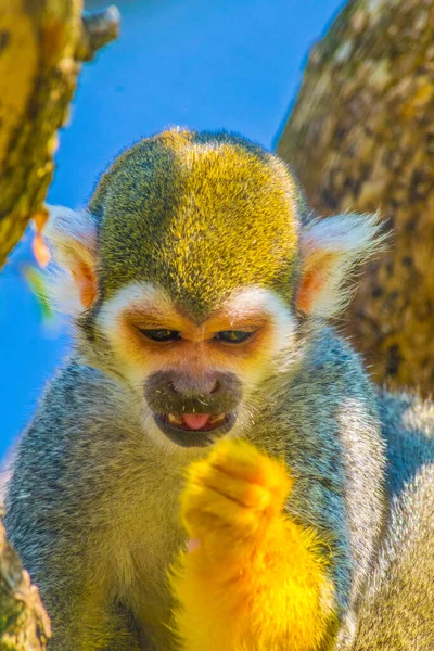 Macaco Esquilo Comum Está Comendo Pedaço Fruta — Fotografia de Stock