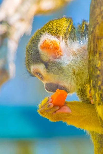 Common Squirrel Monkey Eating Piece Frui — Foto de Stock