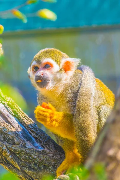 Singe Écureuil Commun Mange Morceau Frui — Photo