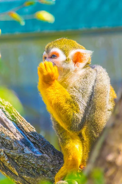 Common Squirrel Monkey Eating Piece Frui — стоковое фото