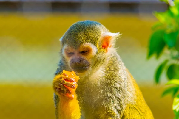 Macaco Esquilo Comum Está Comendo Pedaço Fruta — Fotografia de Stock