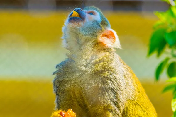 Common Squirrel Monkey Eating Piece Frui — Fotografia de Stock