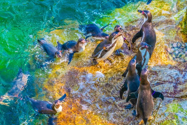 Vista Grupo Pinguins Humboldt Tiergarten Schonbrunn Viena Austri — Fotografia de Stock