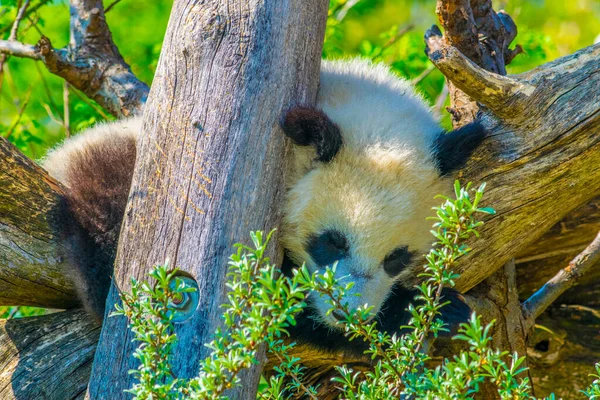 Panda Gigante Che Dorme Albero Nella Schonbrunn Tiergarte — Foto Stock