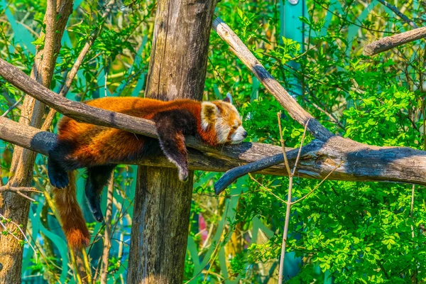 Vermelho Panda Dormindo Uma Árvore Tiergarte Schonbrunn — Fotografia de Stock