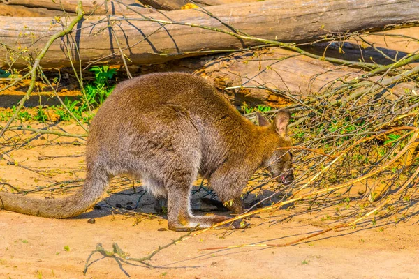 Bennets Red Necked Wallaby Macropus Rufogriseu — Foto de Stock