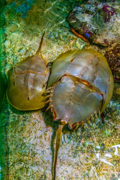 Detalhe Cra Ferradura Atlântica — Fotografia de Stock