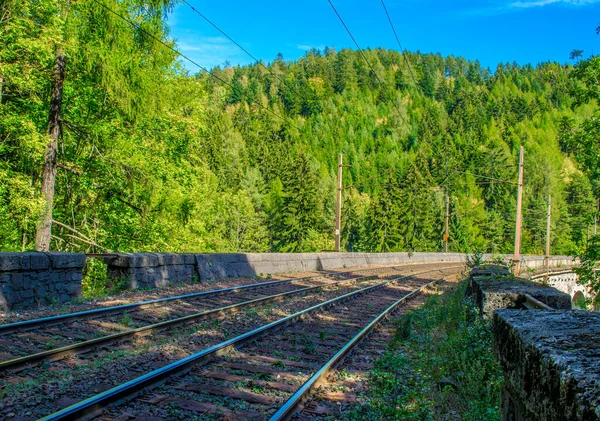 Avusturya 'daki sık bir ormandan geçen semmeringbahn demiryolu detayları
