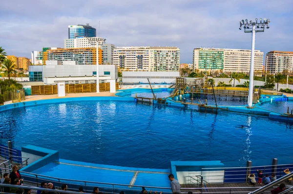 View Dolphin Show Ground Cuidad Las Artes Las Sciencias Valencia — Stock Fotó