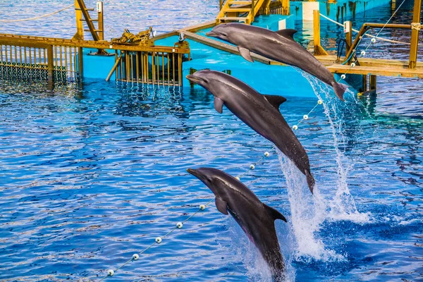 Yunuslar, Valencia 'daki ciudad de las artes y de las ciencias akvaryumunda bir yunus gösterisinde zıplıyorlar..