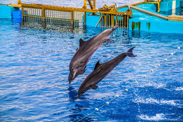 dolphins are jumping during a dolphin show in the aquarium of the ciudad de las artes y de las ciencias in valencia.