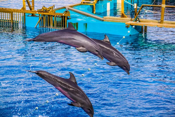 Dolphins Jumping Dolphin Show Aquarium Ciudad Las Artes Las Ciencias — Stock Photo, Image
