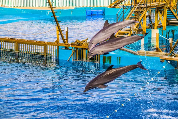 Golfinhos Estão Pulando Durante Show Golfinhos Aquário Ciudad Las Artes — Fotografia de Stock