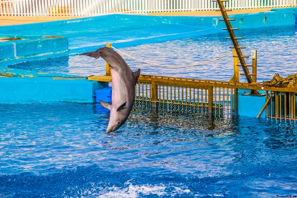 dolphins are jumping during a dolphin show in the aquarium of the ciudad de las artes y de las ciencias in valencia.