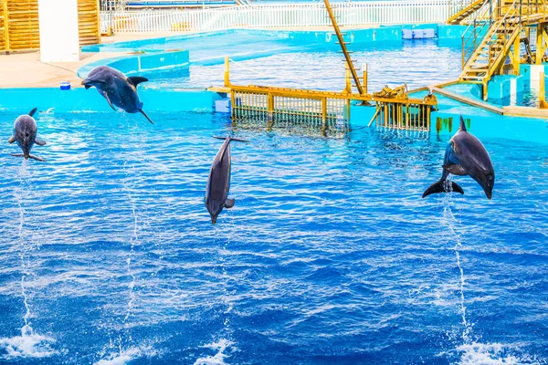 Yunuslar, Valencia 'daki ciudad de las artes y de las ciencias akvaryumunda bir yunus gösterisinde zıplıyorlar..