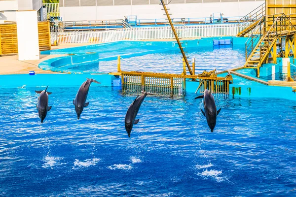 Dolphins Jumping Dolphin Show Aquarium Ciudad Las Artes Las Ciencias — Stock Fotó