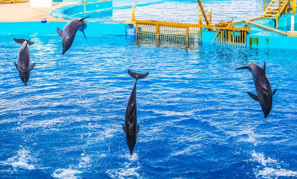 Dolphins Jumping Dolphin Show Aquarium Ciudad Las Artes Las Ciencias — Stock Photo, Image