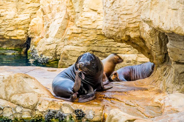 Valencia, İspanya 'daki Ciudad de las Arts y de las ciencias' ta bir kayanın üzerinde dinlenen bir deniz aslanının ayrıntıları.