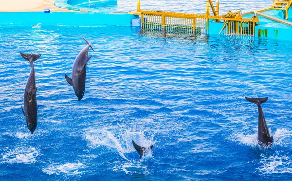 Delfines Están Saltando Durante Espectáculo Delfines Acuario Ciudad Las Artes — Foto de Stock