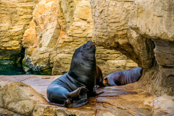 Valencia, İspanya 'daki Ciudad de las Arts y de las ciencias' ta bir kayanın üzerinde dinlenen bir deniz aslanının ayrıntıları.