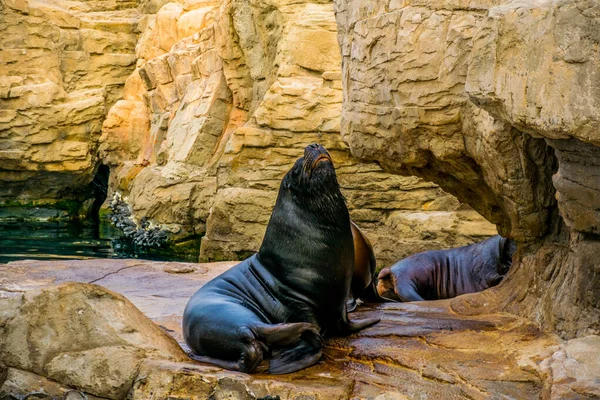 Valencia, İspanya 'daki Ciudad de las Arts y de las ciencias' ta bir kayanın üzerinde dinlenen bir deniz aslanının ayrıntıları.