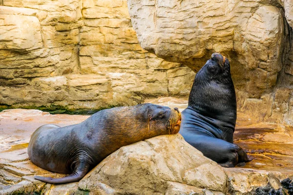 detail of a sea lion resting on a rock inside of the ciudad de las artes y de las ciencias in valencia, spain