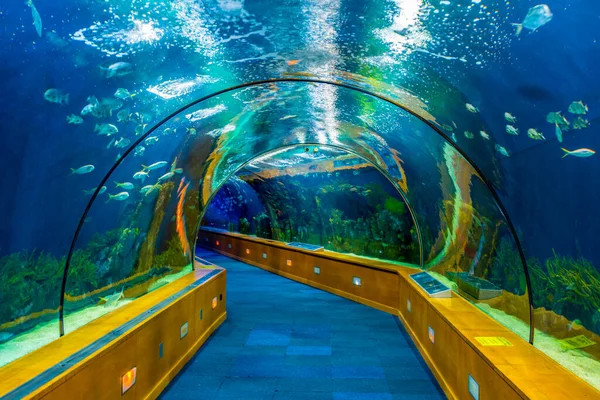 bir tünel deniz dünya yakından göz sağlayan bir akvaryum görünümünü.