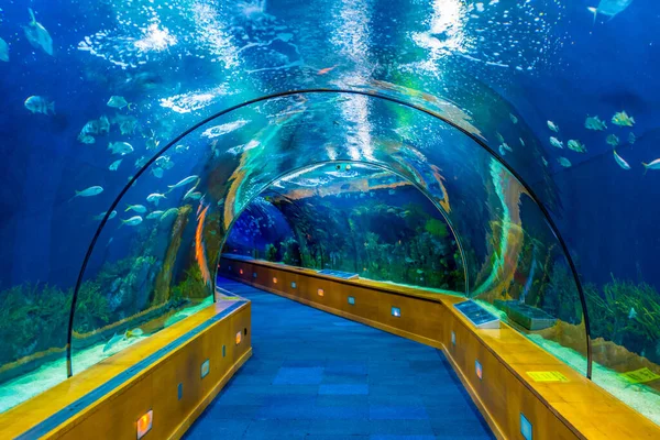 Vista Túnel Acuario Que Ofrece Una Mirada Cercana Mundo Marítimo — Foto de Stock