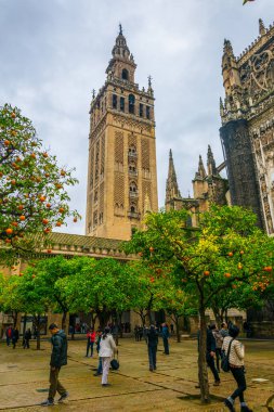 La giralda kulesi. Portakal ağaçları Sevilla katedralinin içindeki Naranjos terasından görünüyor.