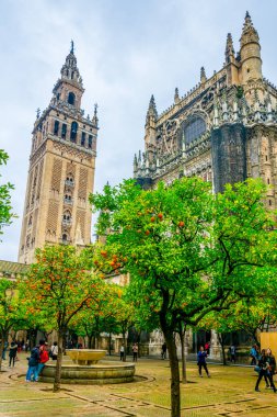 La giralda kulesi. Portakal ağaçları Sevilla katedralinin içindeki Naranjos terasından görünüyor.