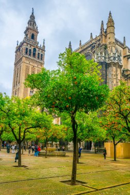 La giralda kulesi. Portakal ağaçları Sevilla katedralinin içindeki Naranjos terasından görünüyor.